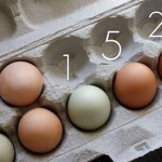 ตกไข่คืออะไร? และการนับวันตกไข่เป็นอย่างไร? ผู้ช่วยคุณแม่