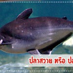 ปลาสวาย หรือ ปลาโอเมก้า 3 ปลาที่คุณแม่ควรให้ลูกทาน!! กินอิ่ม